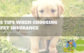 Pet Scoop - 5 tips when choosing pet insurance in Denver