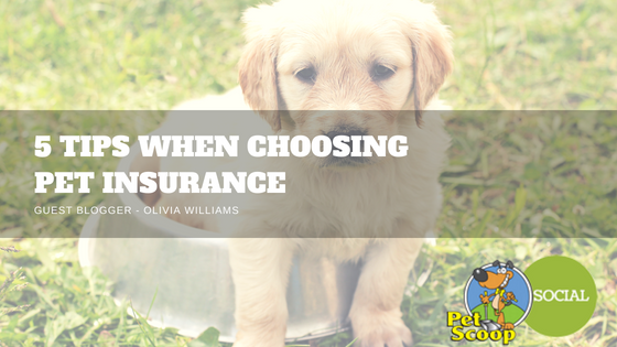 Pet Scoop - 5  tips when choosing pet insurance in Denver