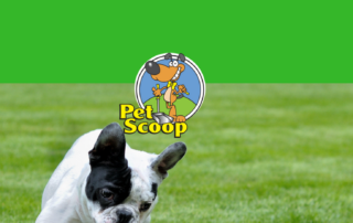 Why Use Pet Scoop Year Round rev