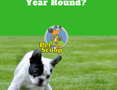 Why Our Clients Use Pet Scoop Year Round