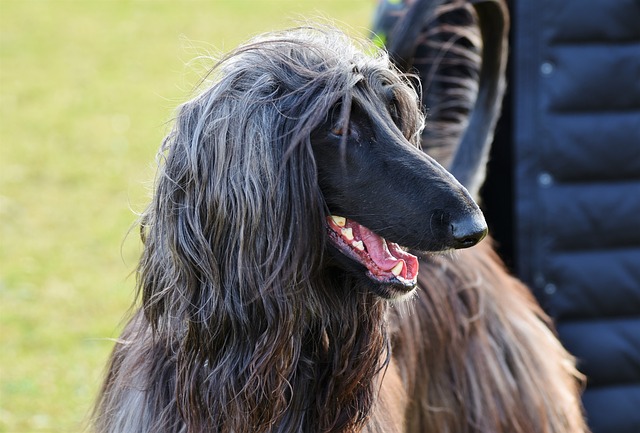 Afghan Dog Breed
