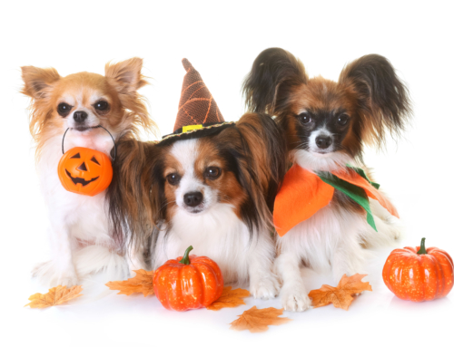 8 Essential Tips for Dog Safety on Halloween