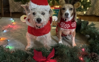 Romeo and Ellie are ready for the holidays